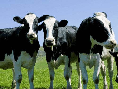 What Is Bovine collagen? - Health Nutrition