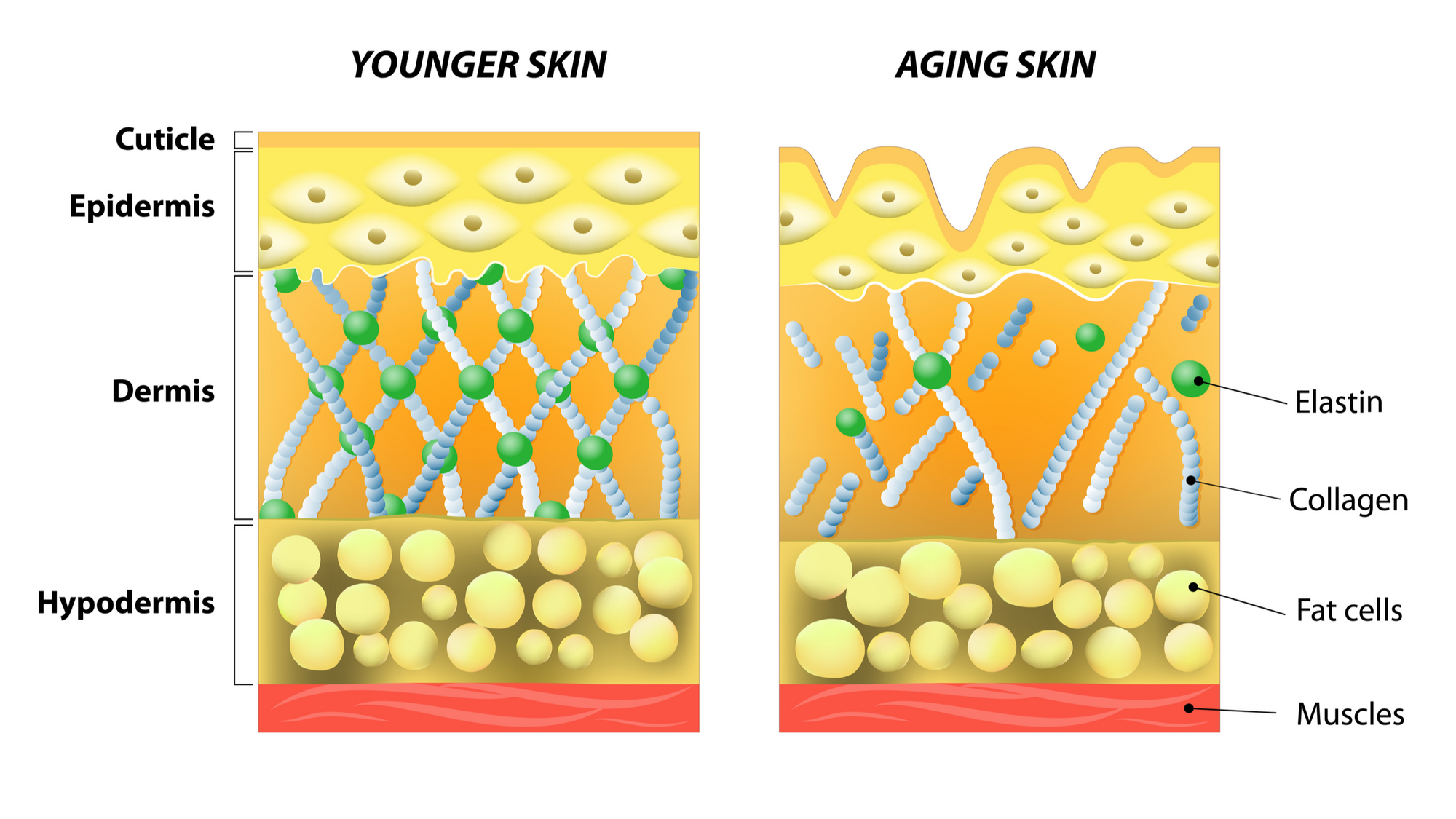 What is collagen? 