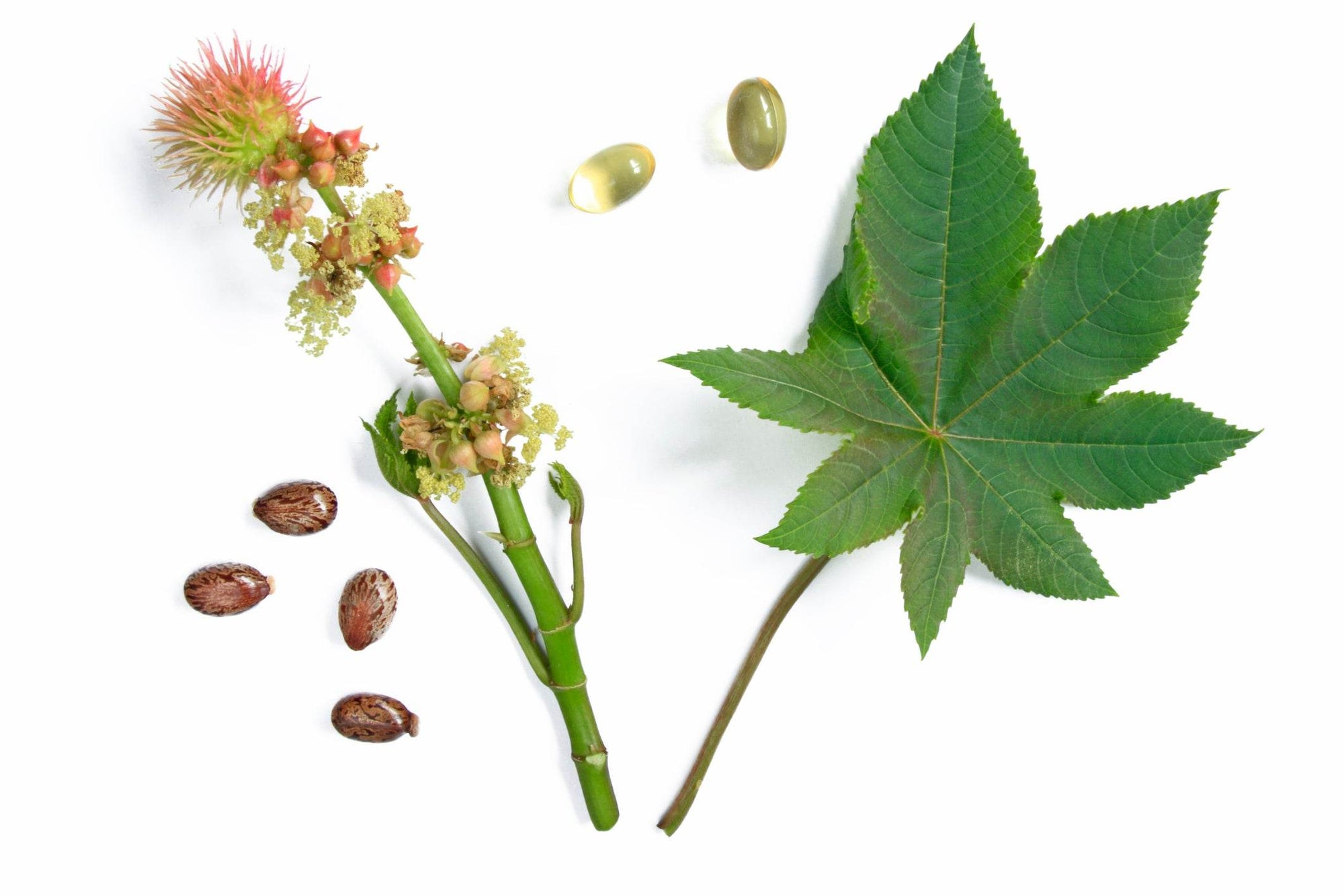 Hexane Free Organic Cold Pressed Castor Oil - Skin Hydration & Natural Anti-Inflammatory - Health Nutrition